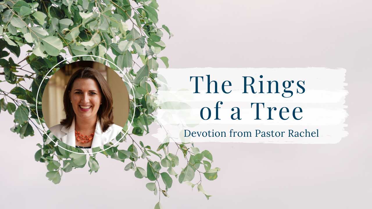 Devotion: The Rings of a Tree